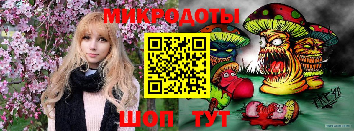 Галлюциногенные грибы Psilocybe Гудермес